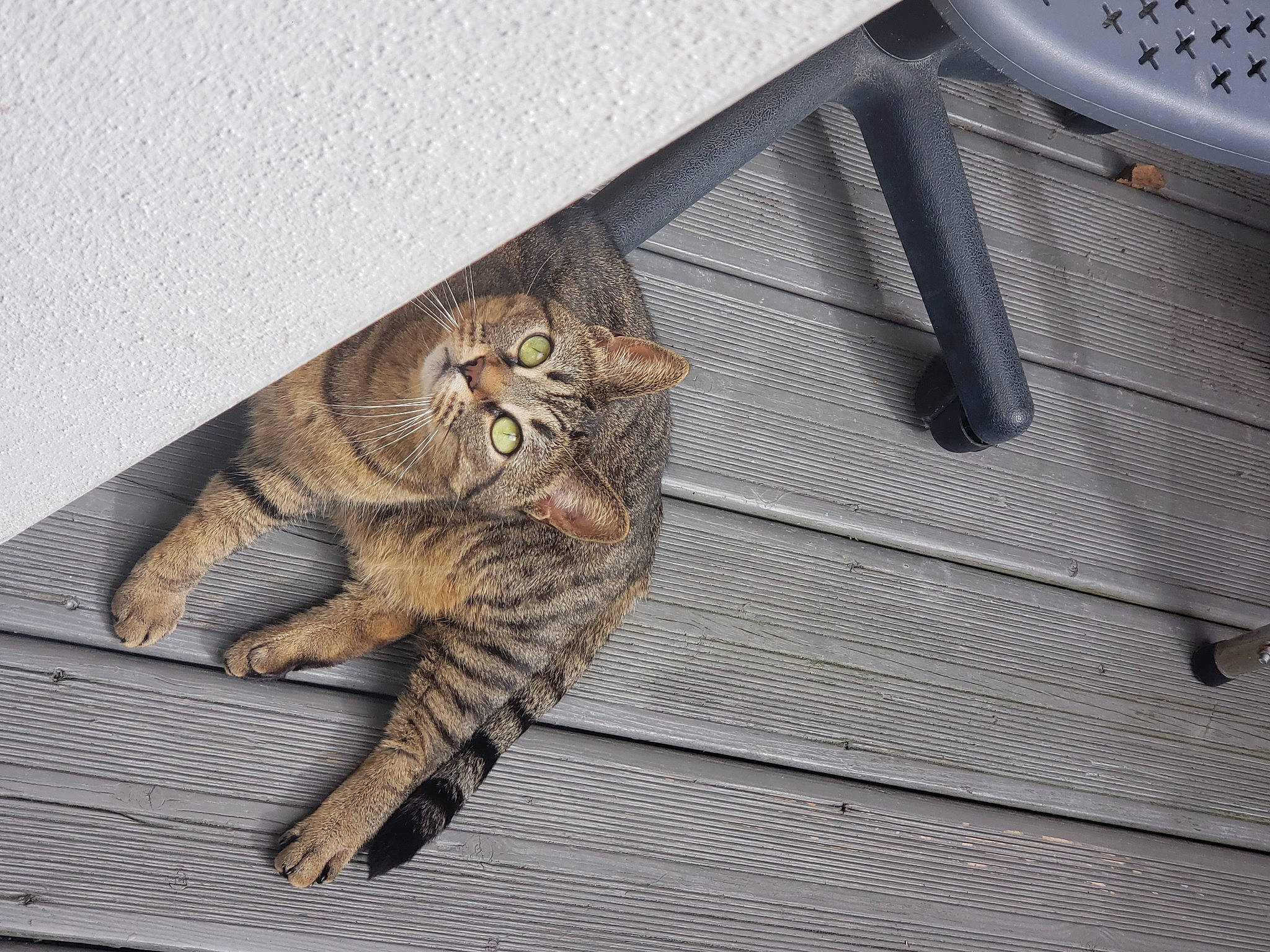 Nini a rejoint le concours — aidez-le/la à gagner de superbes lots ! big_cats, carnivore, cat, claw, domestic_short_haired_cat, fawn, felidae, font, fur, metal, pattern, paw, rectangle, small_to_medium_sized_cats, snout, tail, terrestrial_animal, whiskers, wildlife, wood