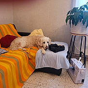 Toby a rejoint le concours — aidez-le/la à gagner de superbes lots ! dog, golden_retriever, couch, blanket, striped, orange, yellow, blue_cloth, plant, plant_stand, sewing_machine, floor, window, curtains, indoor, relaxed, pet, home, furniture, cozy