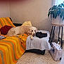 dog, golden_retriever, couch, blanket, striped, orange, yellow, blue_cloth, plant, plant_stand, sewing_machine, floor, window, curtains, indoor, relaxed, pet, home, furniture, cozy