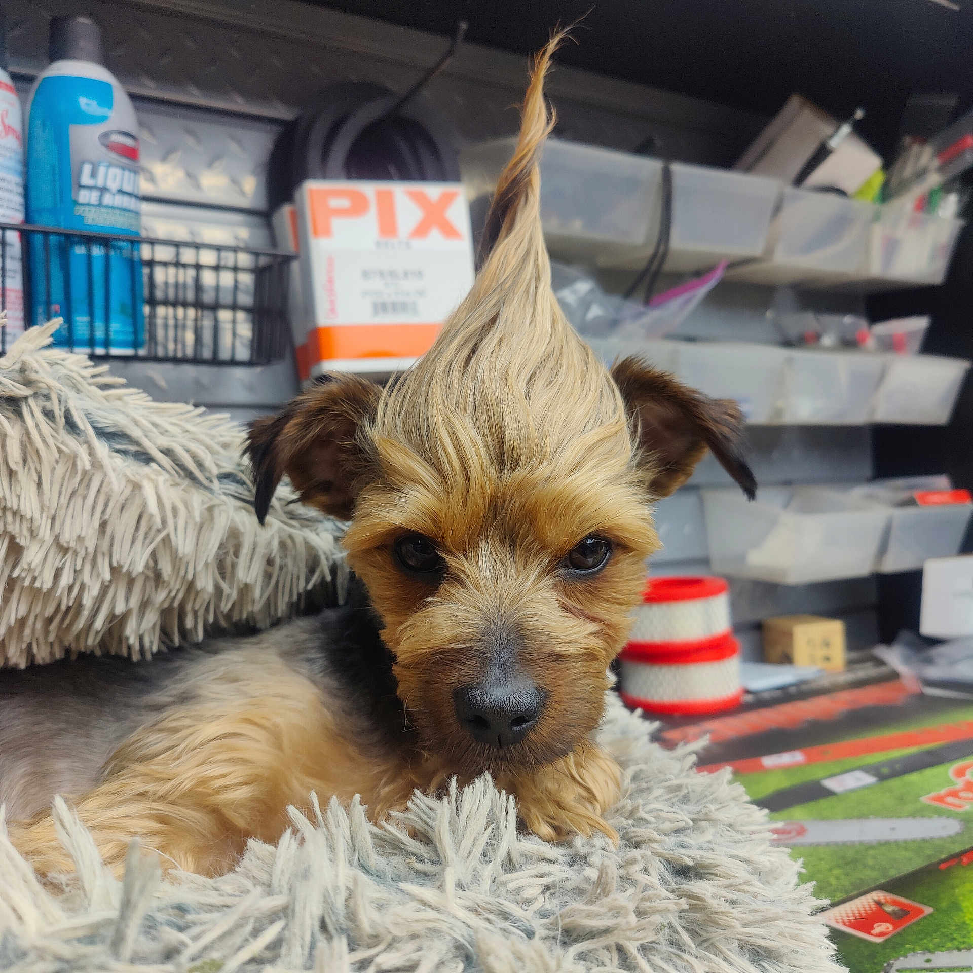 Oliver is registered to the contest to win money with this photo: animal, black_fur, brown_fur, container, cute, dog, ears, face, fluffy_blanket, furniture, indoor, looking_at_camera, mohawk, pet, portrait, puppy, resting, shelf, tools, workspace