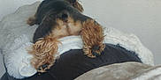 Oliver is registered to the contest to win money with this photo: animal, black_fur, blanket, brown_fur, comfort, cozy, dog, domestic_animal, fluffy, fur, indoor, laying_down, light_switch, paws, pet, relaxation, resting, small_dog, soft_texture, wall