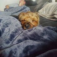 Oliver joined the competition — help win amazing prizes! blanket, blurred_background, canine, comfort, couch, cozy, dog, fur, home, indoor, nap, peaceful, person, pet, relaxation, resting, sleeping, small_dog, soft, warm_light