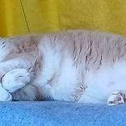Isabella joined the competition — help win amazing prizes! cat, sleeping, animal, feline, pet, cozy, relaxed, indoor, fur, whiskers, paw, blanket, yellow_background, resting, cute, domestic_animal, mammal, soft, nap, quiet