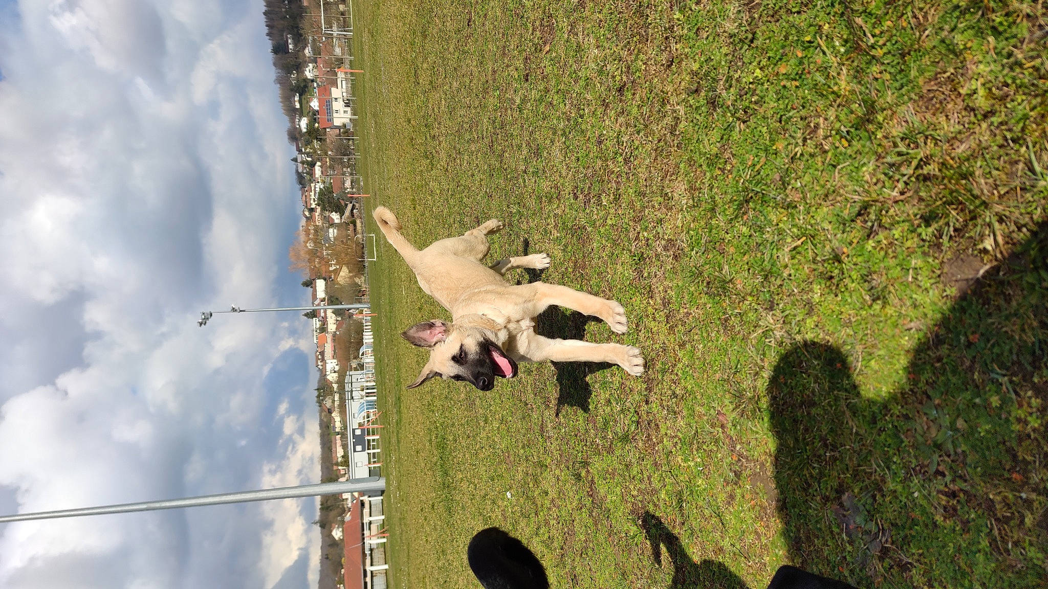 Denver participe au concours pour gagner de l'argent avec cette photo : adventure, aerial_photography, canidae, cloud, dog, dog_breed, extreme_sport, grass, landscape, leisure, pasture, people_in_nature, plant, recreation, shadow, sky, sport_climbing, sporting_group, tree, wire