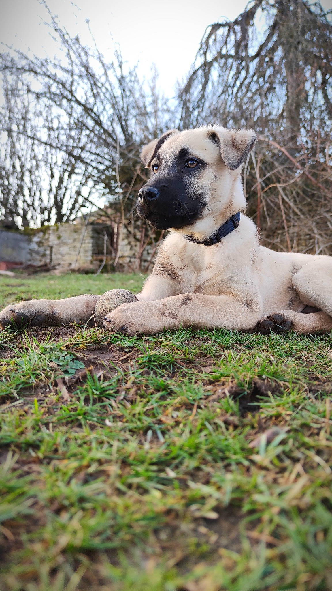 Denver a rejoint le concours — aidez-le/la à gagner de superbes lots ! canidae, carnivore, collar, companion_dog, dog, dog_breed, dog_collar, fawn, grass, grassland, landscape, plant, sky, snout, soil, sporting_group, terrestrial_animal, tree, wildlife, working_animal