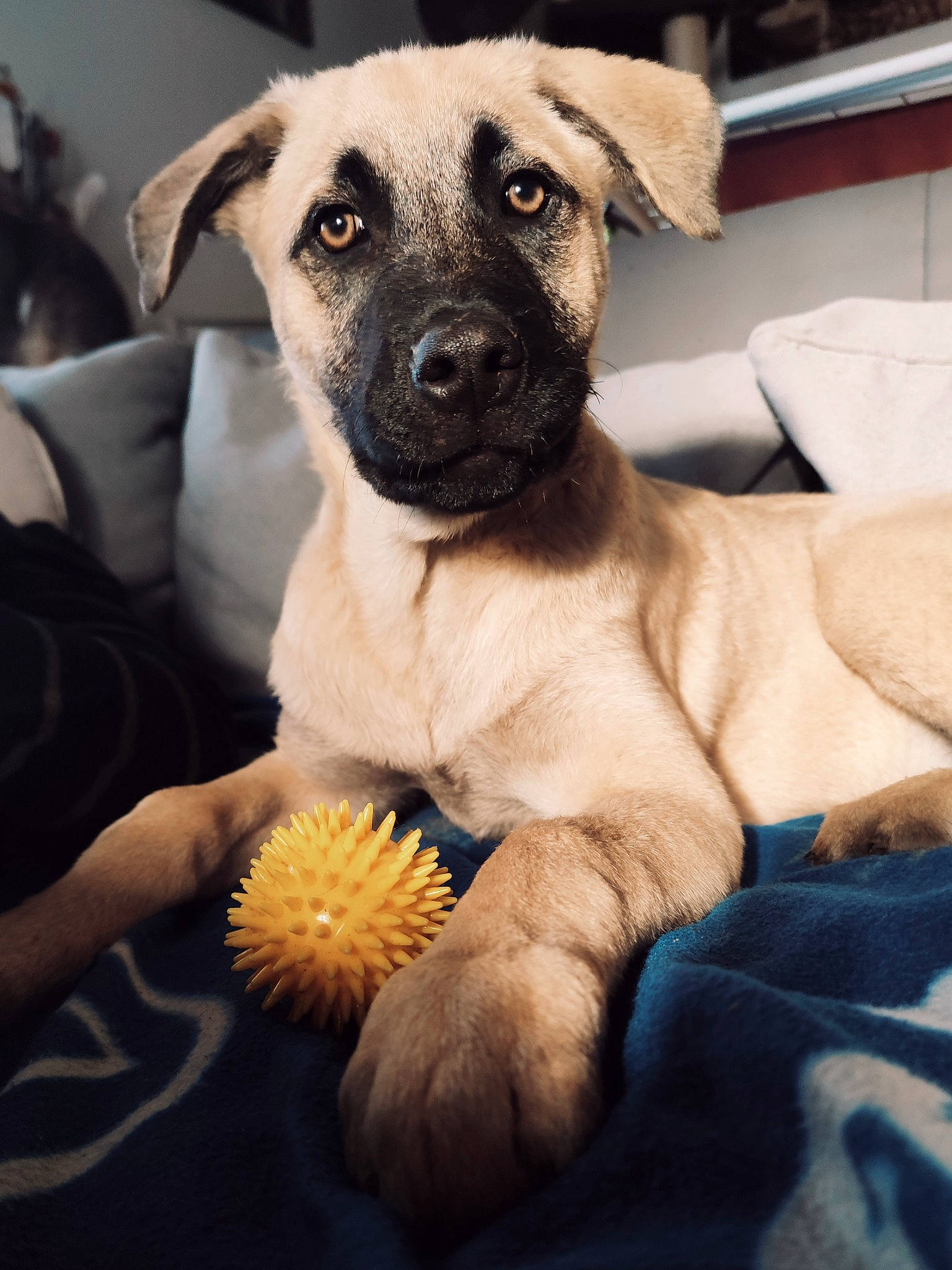 Denver a rejoint le concours — aidez-le/la à gagner de superbes lots ! ancient_dog_breeds, carnivore, comfort, companion_dog, dog, dog_breed, fawn, fur, paw, pollen, tableware, terrestrial_animal, toy, toy_dog, vegetable, whiskers, working_animal