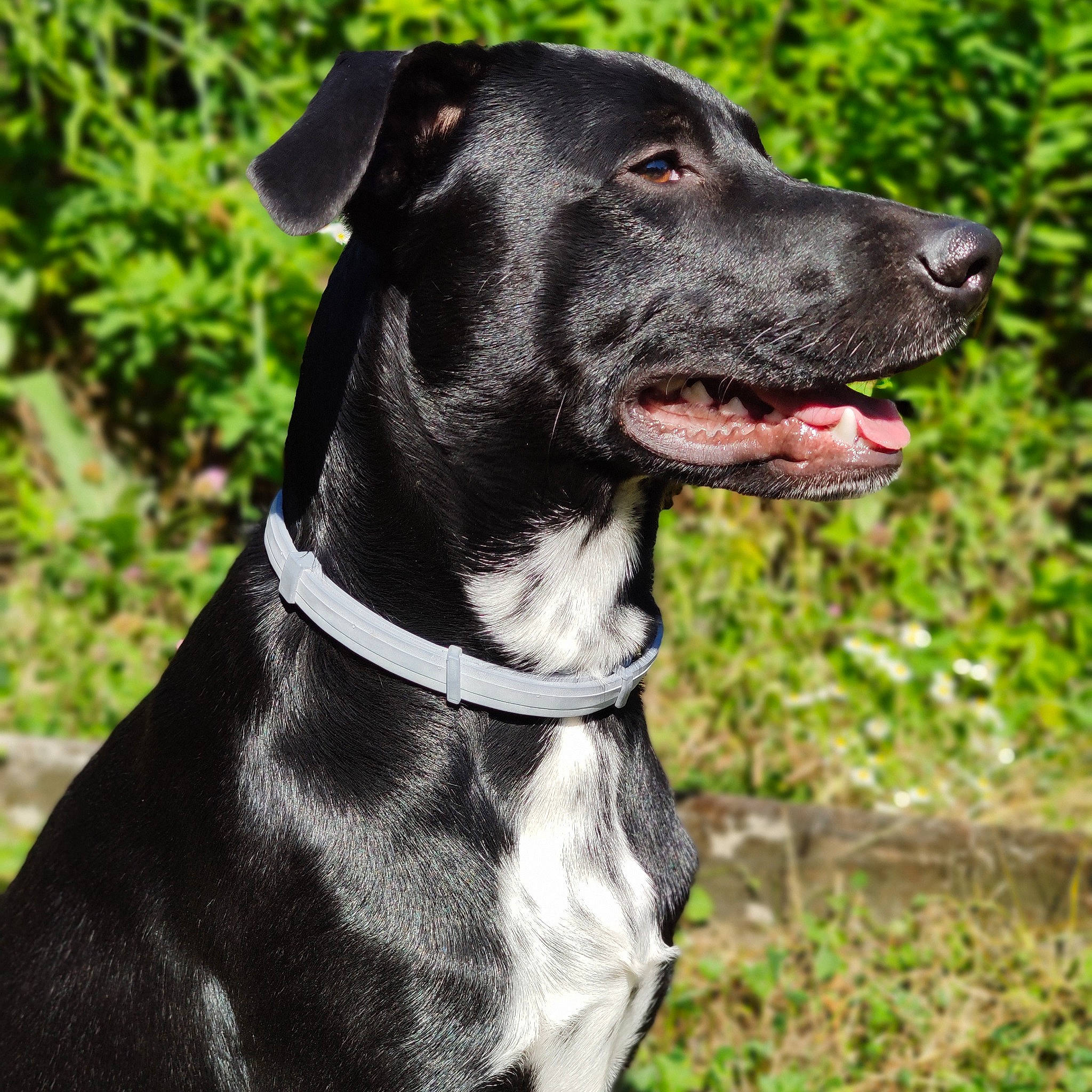 Gamin a rejoint le concours — aidez-le/la à gagner de superbes lots ! canidae, carnivore, collar, companion_dog, dog, dog_breed, dog_collar, dog_supply, fashion_accessory, fawn, grass, leash, non_sporting_group, pet_supply, plant, snout, sporting_group, whiskers, working_animal, working_dog