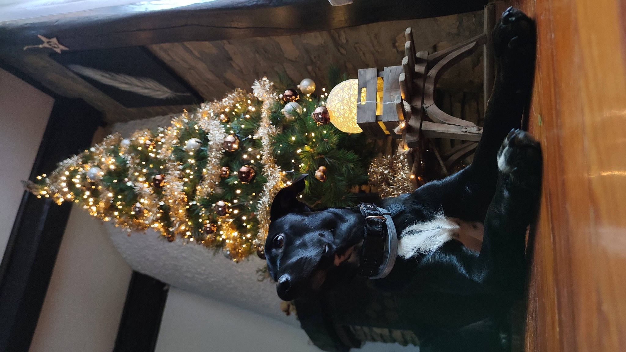 Gamin participe au concours pour gagner de l'argent avec cette photo : art, carnivore, christmas, christmas_decoration, christmas_ornament, christmas_tree, dog_breed, event, fashion_accessory, glass, holiday, holiday_ornament, metal, ornament, plant, sculpture, tree, window, wood, working_animal