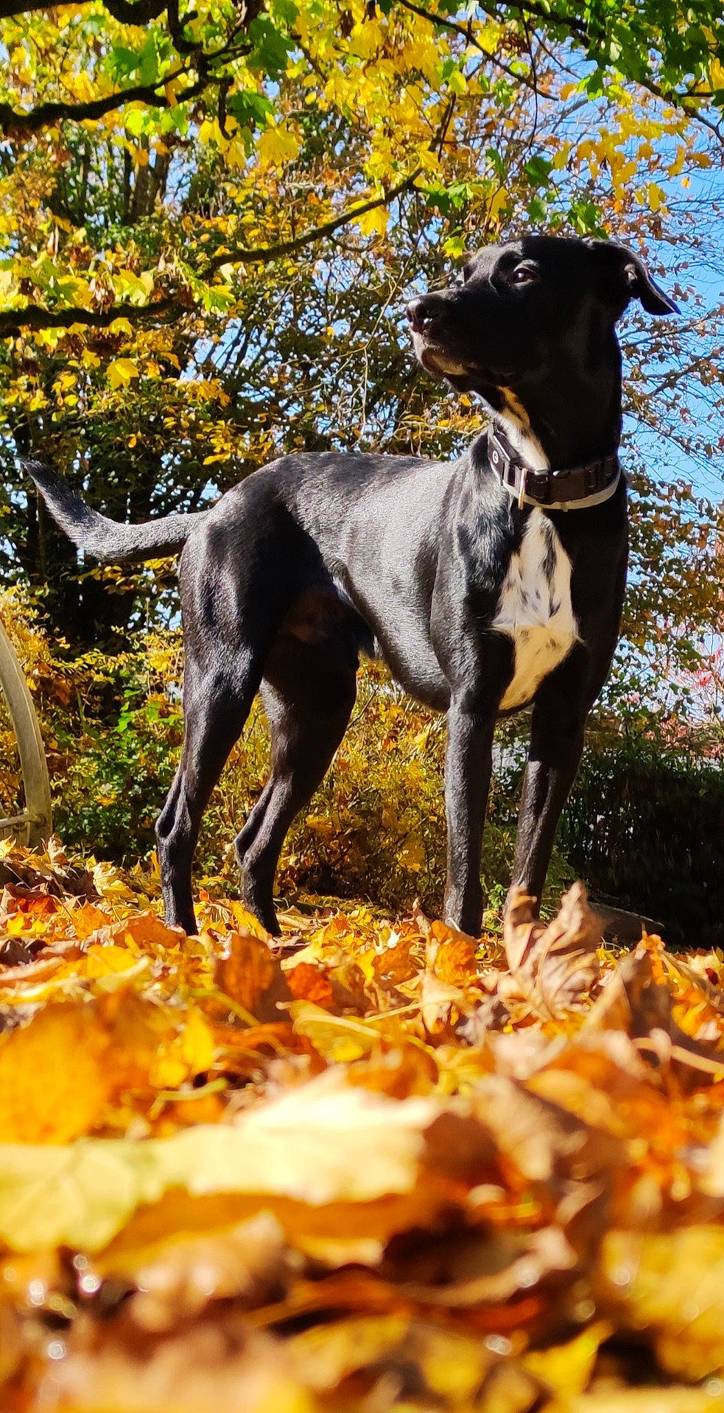 Gamin a rejoint le concours — aidez-le/la à gagner de superbes lots ! autumn, carnivore, deciduous, dog, dog_breed, dog_collar, fawn, forest, grass, guard_dog, plant, sporting_group, tail, terrestrial_animal, tree, twig, wildlife, woodland, working_animal, working_dog