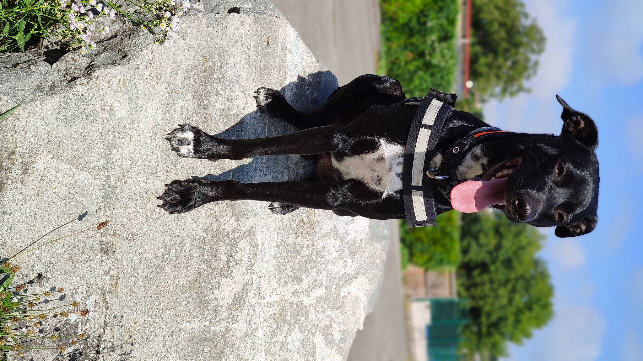 Gamin participe au concours pour gagner de l'argent avec cette photo : adventure, bridle, carnivore, dog, dog_breed, dog_collar, fun, guard_dog, leash, leisure, personal_protective_equipment, plant, recreation, sculpture, sky, sporting_group, statue, tree, water, working_animal