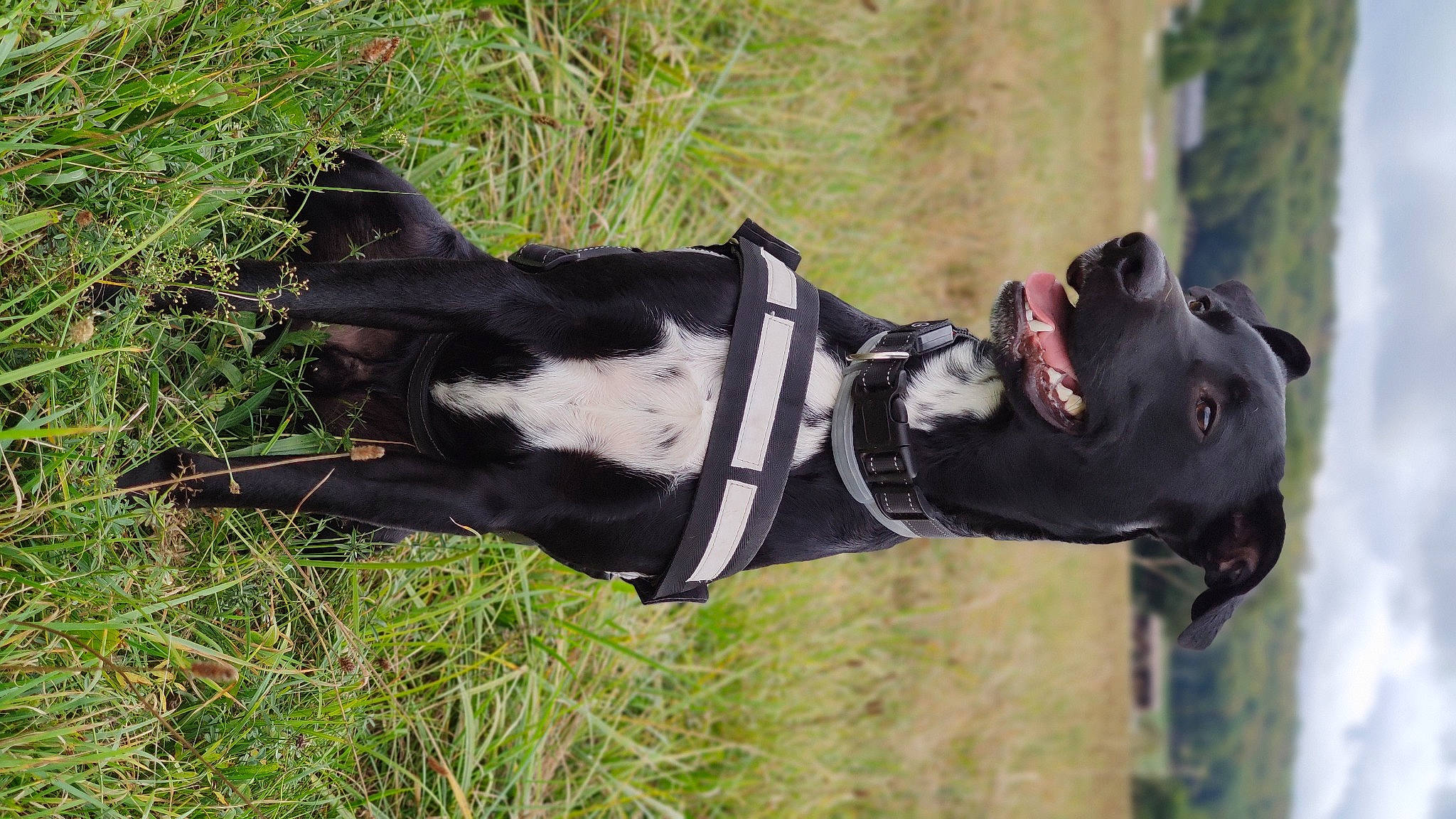 Gamin participe au concours pour gagner de l'argent avec cette photo : art, canidae, carnivore, collar, companion_dog, dog, dog_breed, dog_collar, dog_supply, grass, guard_dog, leash, personal_protective_equipment, plant, sculpture, sporting_group, tail, tree, working_animal, working_dog