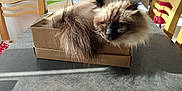 Florence Cordier a rejoint le concours — aidez-le/la à gagner de superbes lots ! cat, fluffy, cardboard_box, table, sunlight, indoor, domestic, pet, feline, brown, black, white, fur, relaxed, home, chair, background, window_light, household_items, shadow
