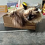 cat, fluffy, cardboard_box, table, sunlight, indoor, domestic, pet, feline, brown, black, white, fur, relaxed, home, chair, background, window_light, household_items, shadow