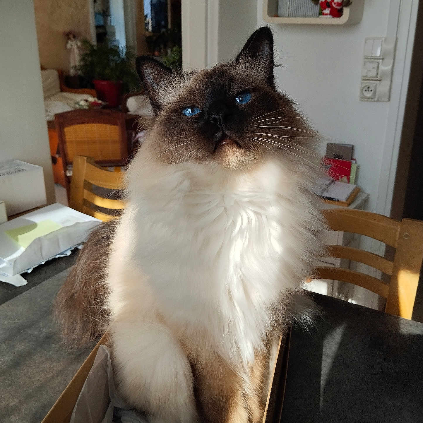 Florence Cordier a rejoint le concours — aidez-le/la à gagner de superbes lots ! blue_eyes, box, brown, cat, chair, cozy, cute, domestic_animal, fluffy, furniture, home, indoor, pet, plant, portrait, relaxed, sunlight, table, whiskers, white_fur