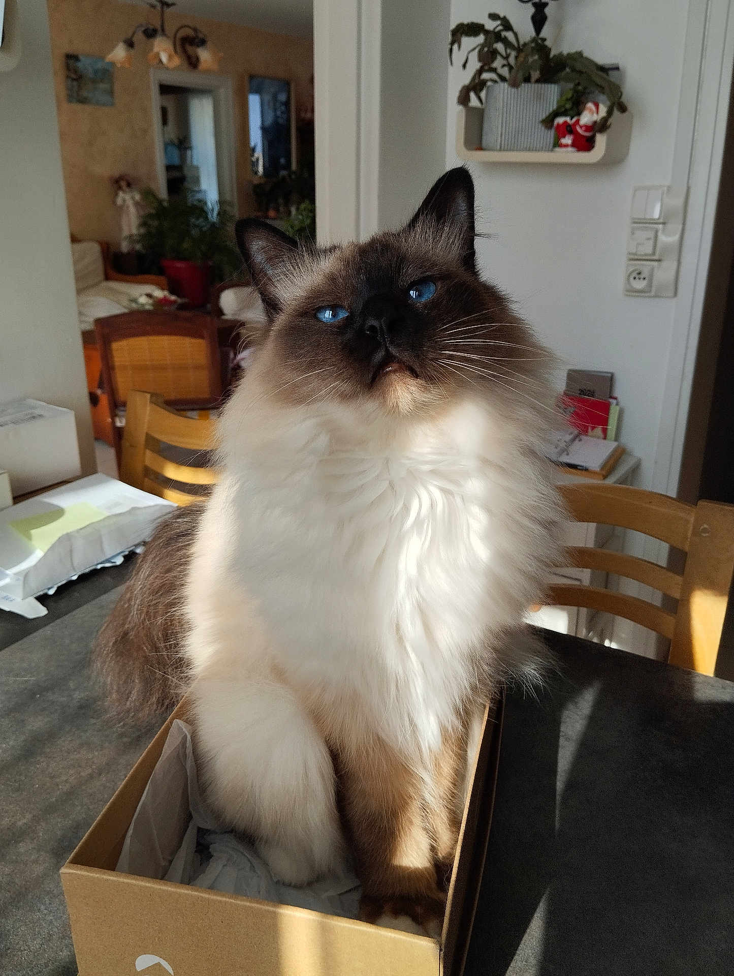 Florence Cordier a rejoint le concours — aidez-le/la à gagner de superbes lots ! cat, blue_eyes, fluffy, box, indoor, table, sunlight, chair, furniture, plant, home, cozy, pet, domestic_animal, whiskers, brown, white_fur, relaxed, portrait, cute