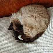 Florence Cordier a rejoint le concours — aidez-le/la à gagner de superbes lots ! cat, fluffy, sleeping, curled_up, bed, blanket, white, texture, wood, cozy, pet, animal, feline, indoor, resting, cute, domestic, fur, tail, quiet