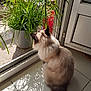 Florence Cordier participe au concours pour gagner de l'argent avec cette photo : cat, fluffy, indoor, plant, potted_plant, glass_door, tile_floor, shadow, sunlight, window, pet, animal, feline, tail, ears, home, cozy, daylight, nature, curiosity