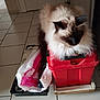 Florence Cordier participe au concours pour gagner de l'argent avec cette photo : cat, fluffy, indoor, red_container, tile_floor, bag, toolbox, pet, feline, domestic, resting, household, black_ears, white_fur, curious, kitten, cozy, quiet, still_life, animal
