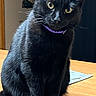 Boo is registered to the contest to win money with this photo: black_cat, cat, pet, animal, sitting, portrait, golden_eyes, purple_collar, whiskers, ears, fur, tail, wooden_table, indoor, home, photography, close_up, alert, cute, dark_fur