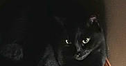 Boo is registered to the contest to win money with this photo: black_cat, cat, feline, pet, animal, loaf_position, sitting, indoors, hallway, carpet, wood_trim, doorway, dark_fur, glowing_eyes, pointed_ears, whiskers, portrait, cozy, home, shadow
