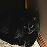 black_cat, cat, feline, pet, animal, loaf_position, sitting, indoors, hallway, carpet, wood_trim, doorway, dark_fur, glowing_eyes, pointed_ears, whiskers, portrait, cozy, home, shadow