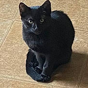 Boo joined the competition — help win amazing prizes! black_cat, cat, feline, sitting, paws, crossed_paws, pointed_ears, green_eyes, fur, whiskers, pet, indoor, floor, tile, home, portrait, animal, looking_at_camera, shadow, cute