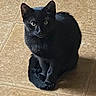 black_cat, cat, feline, sitting, paws, crossed_paws, pointed_ears, green_eyes, fur, whiskers, pet, indoor, floor, tile, home, portrait, animal, looking_at_camera, shadow, cute