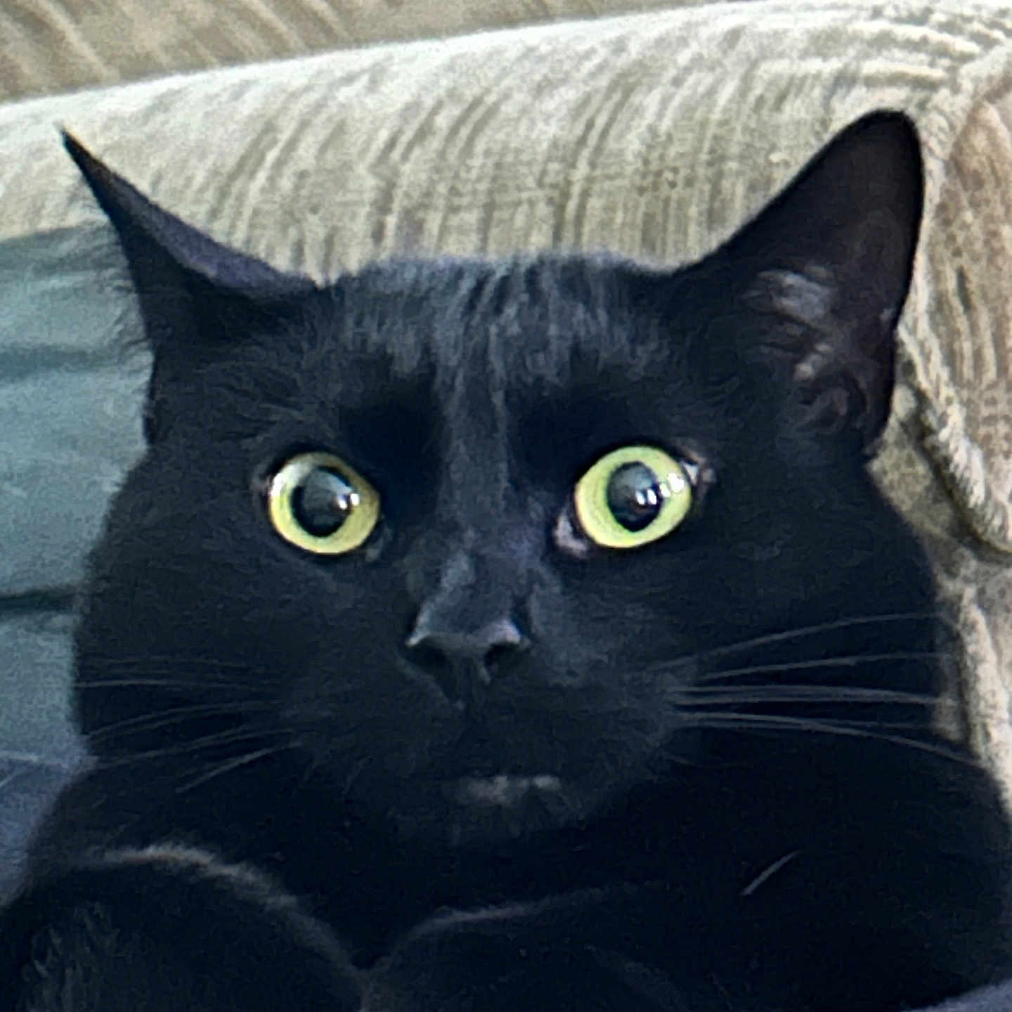 Boo