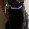 Boo is registered to the contest to win money with this photo: black_cat, cat, pet, animal, sitting, portrait, golden_eyes, purple_collar, indoors, home, furniture, cushion, staircase, kitchen, cabinet, feline, whiskers, ears, dark_fur, front_view