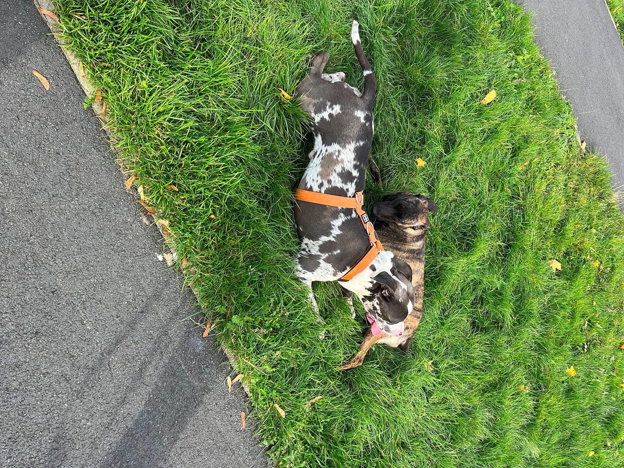 Zeus is registered to the contest to win money with this photo: asphalt, carnivore, companion_dog, dog, dog_breed, fawn, flooring, garden, grass, grass_family, groundcover, lawn, leash, plant, road_surface, shadow, shrub, sidewalk, tail, tar