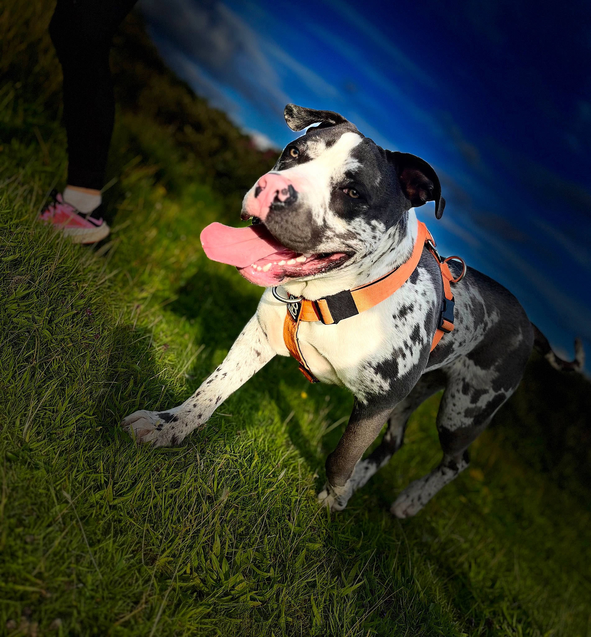 Zeus joined the competition — help win amazing prizes! adventure, canidae, carnivore, cloud, collar, companion_dog, dalmatian, dog, dog_breed, dog_collar, dog_supply, fawn, grass, happy, leash, plant, recreation, sky, snout, sporting_group