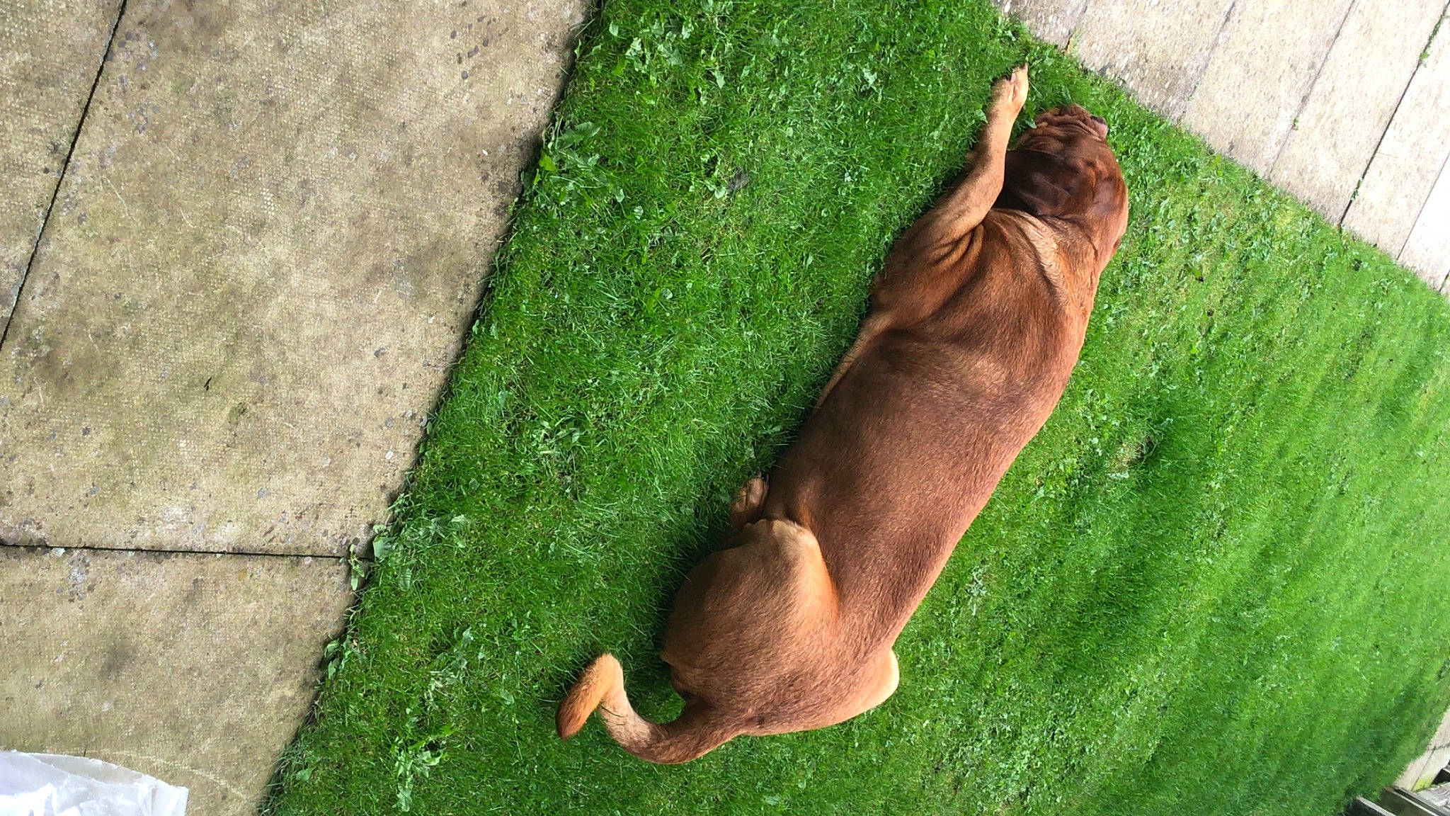 Rocco is registered to the contest to win money with this photo: canidae, carnivore, companion_dog, dog, dog_breed, fawn, grass, human_leg, lawn, leg, plant, snout, sporting_group, tail, tree, trunk, whiskers, wildlife, wood