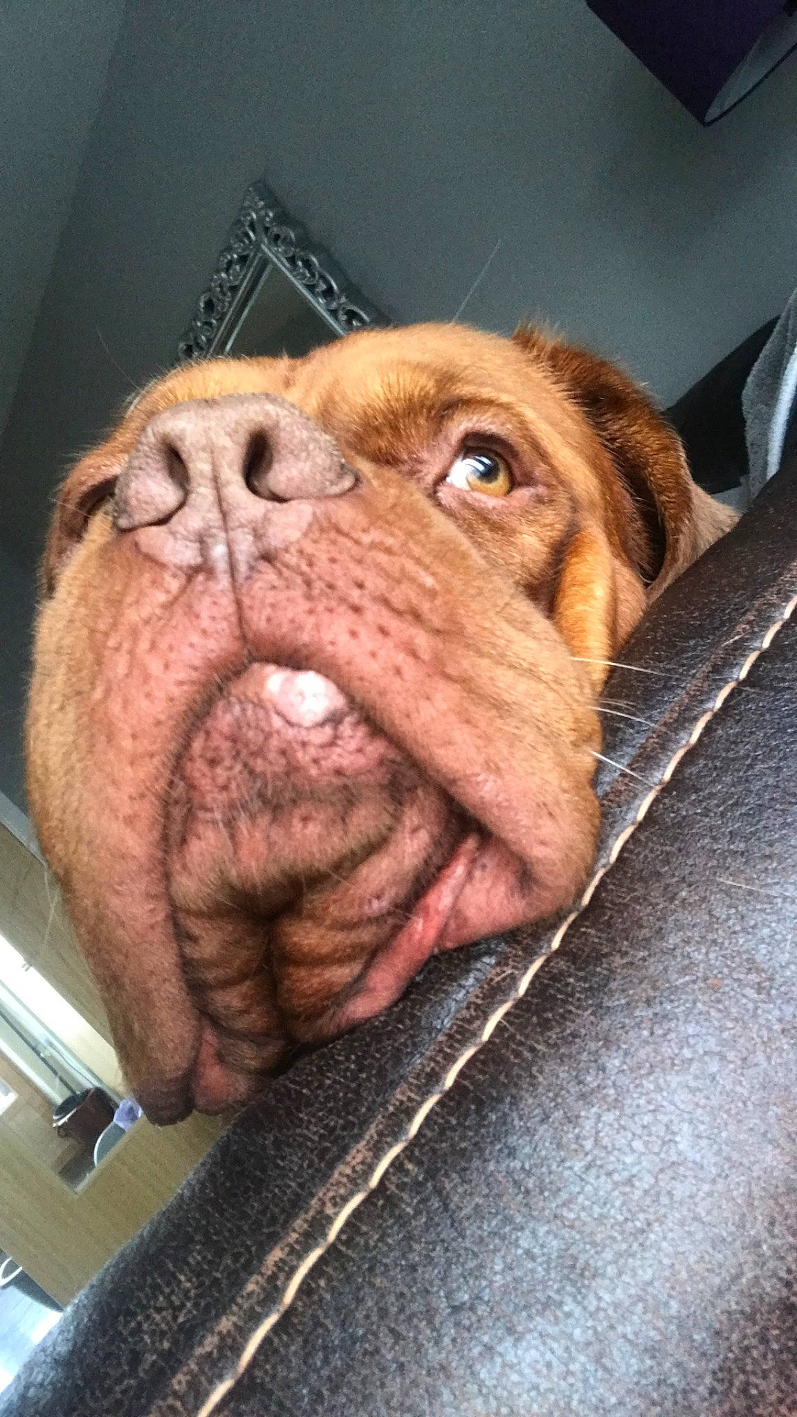 Rocco joined the competition — help win amazing prizes! carnivore, collar, companion_dog, dog, dog_breed, dog_collar, dogue_de_bordeaux, ear, fawn, fur, liver, molosser, nose, shar_pei, snout, sporting_group, terrestrial_animal, whiskers, working_animal, wrinkle