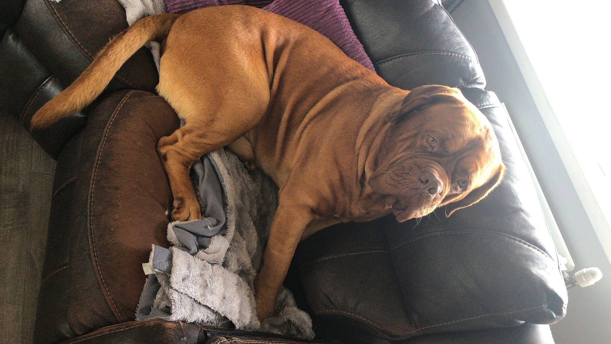 Rocco is registered to the contest to win money with this photo: canidae, carnivore, comfort, companion_dog, dog, dog_breed, fawn, felidae, fur, hardwood, human_leg, linens, liver, nap, snout, sporting_group, thigh, whiskers, wood, wrinkle