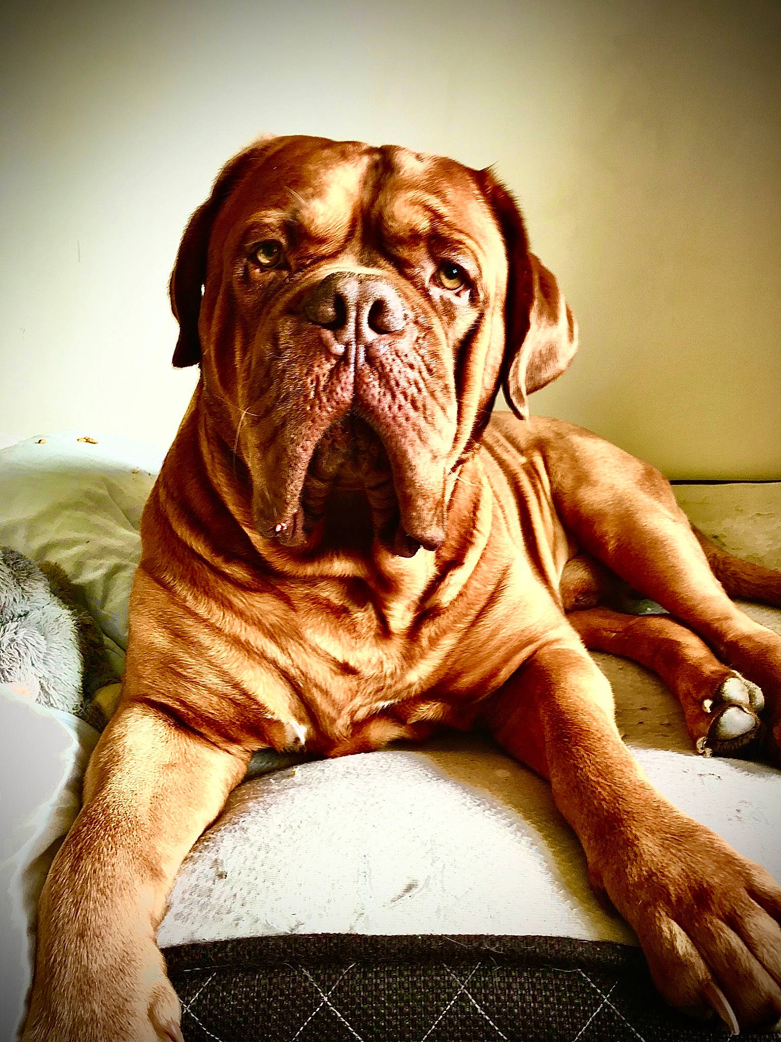 Rocco joined the competition — help win amazing prizes! art, canidae, carnivore, companion_dog, dog, dog_breed, fawn, illustration, liver, molosser, snout, sporting_group, symmetry, terrestrial_animal, water, window, wood, working_animal, working_dog, wrinkle