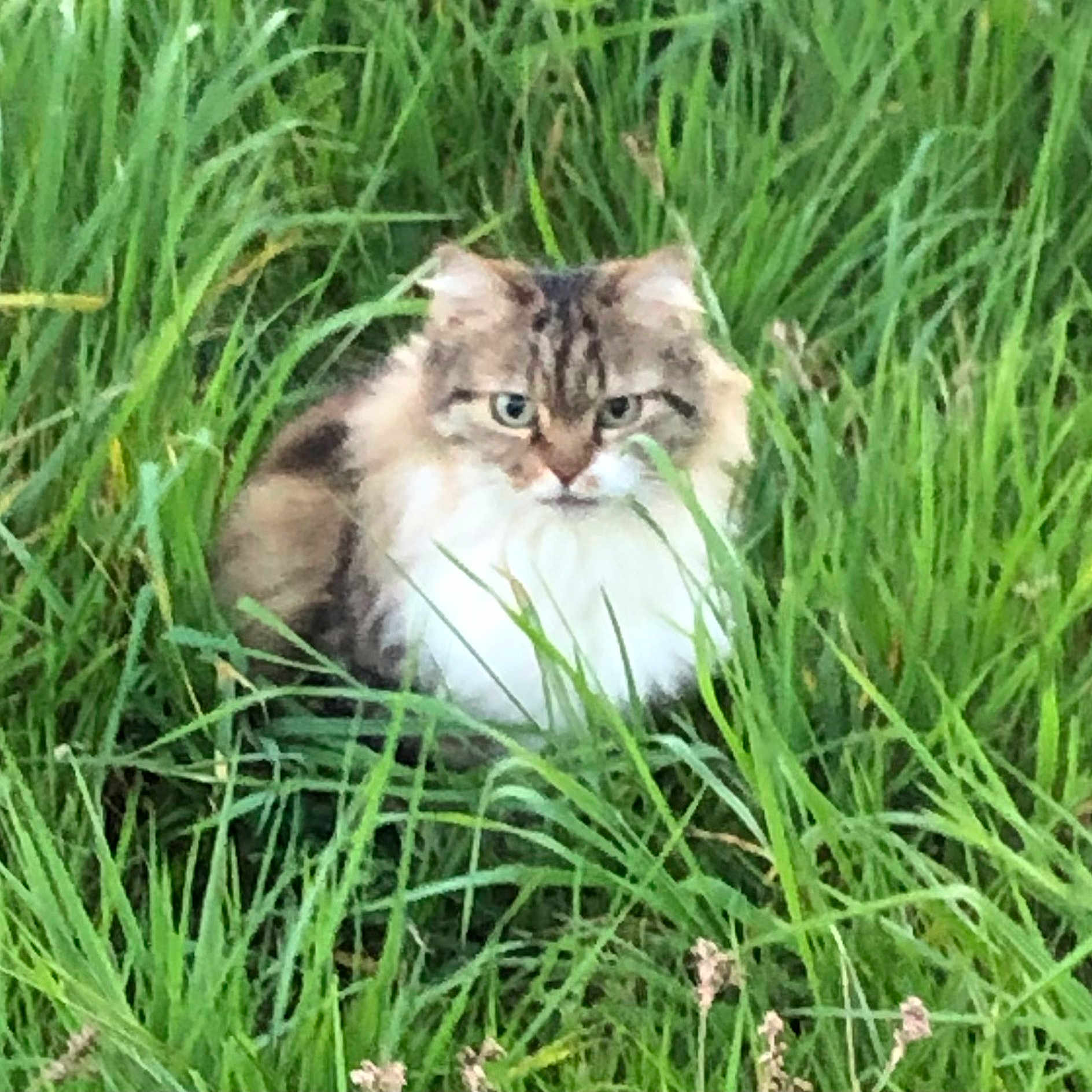 Minouchet participe au concours pour gagner de l'argent avec cette photo : angora, animal, cat, countryside, field, grass, grassland, green, herbal, herbs, kitten, lawn, manx, meadow, nature, outdoors, pet, plant, pottedplant, vegetation