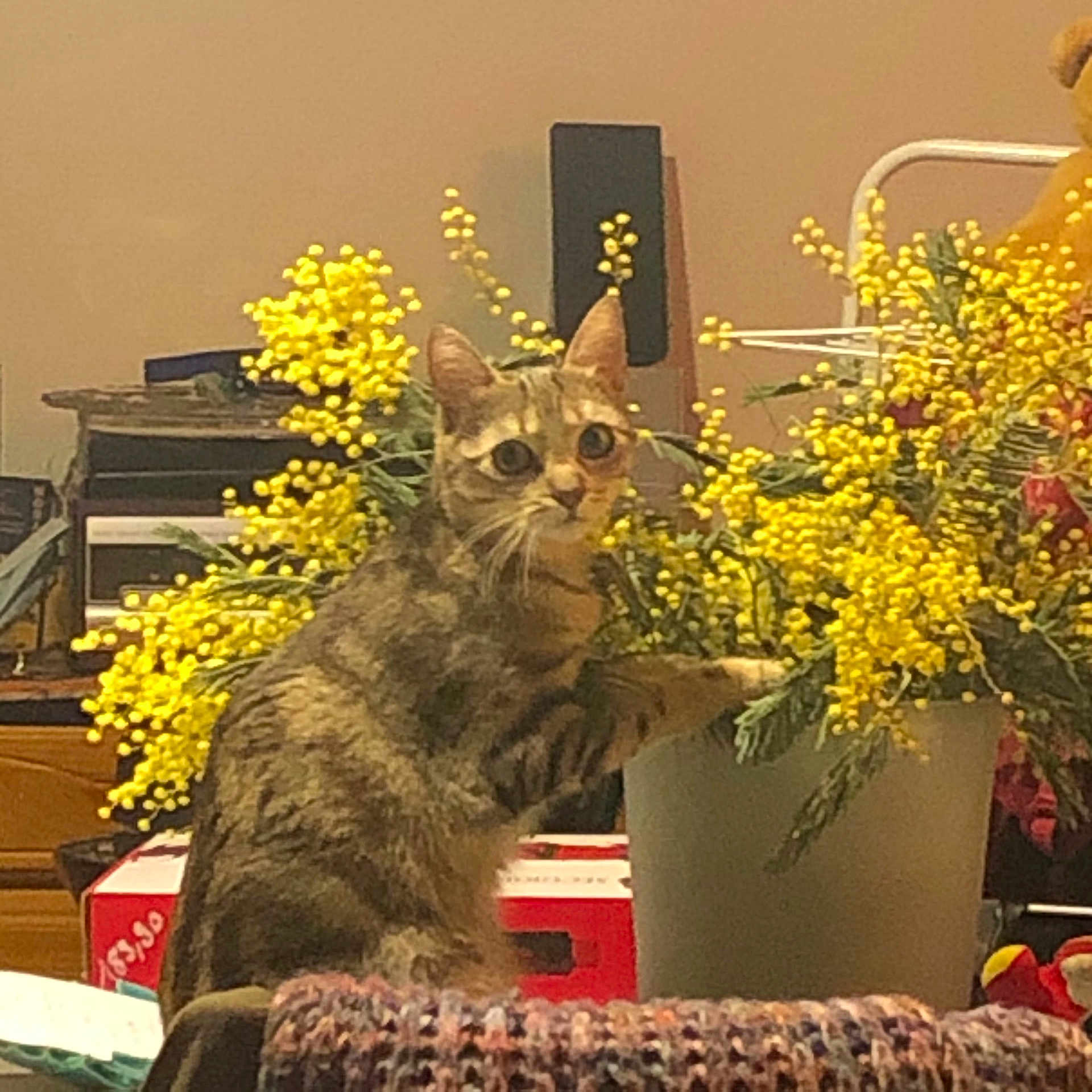 Nala participe au concours pour gagner de l'argent avec cette photo : animal, cat, daisy, face, flower, flowerarrangement, furniture, head, jar, kitten, person, pet, petal, photography, plant, planter, portrait, pottedplant, pottery, vase