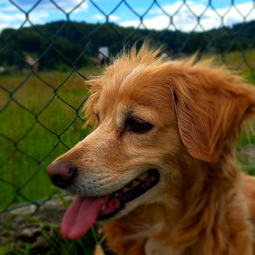 Opex a rejoint le concours — aidez-le/la à gagner de superbes lots ! accessories, animal, bodypart, canine, cockerspaniel, den, dog, fence, goldenretriever, hound, indoors, labradorretriever, leash, mouth, person, pet, puppy, strap, terrier, tongue