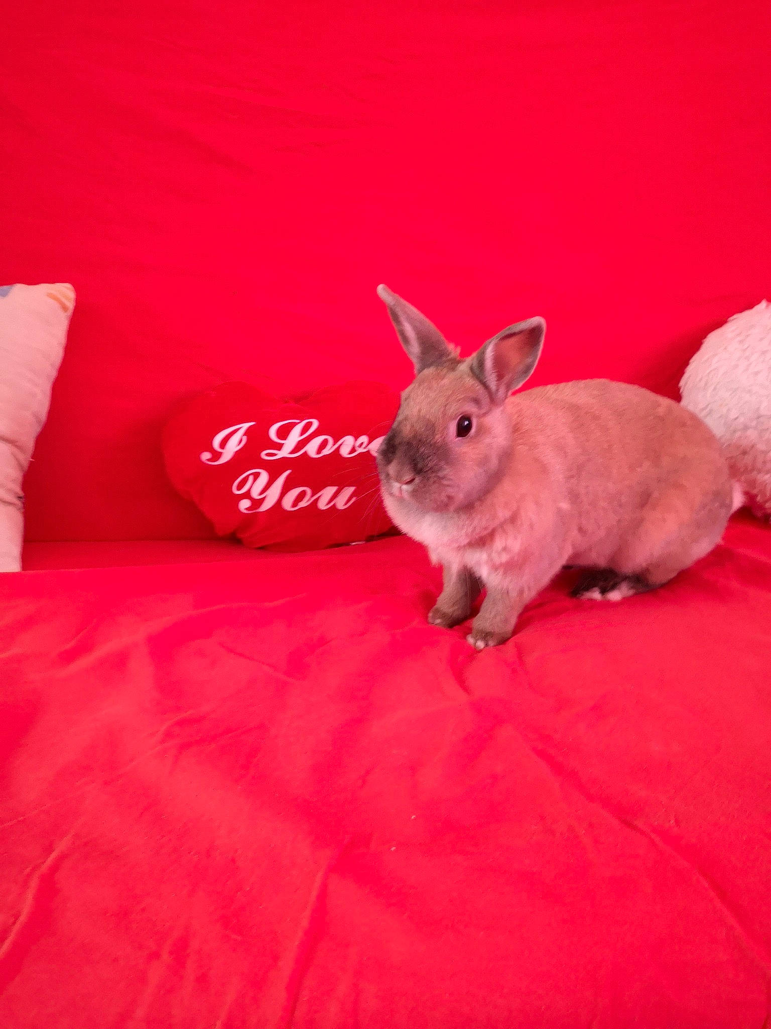 Canelle participe au concours pour gagner de l'argent avec cette photo : beige, domestic_rabbit, fawn, fur, hare, pink, rabbit, rabbits_and_hares, red, skin, whiskers