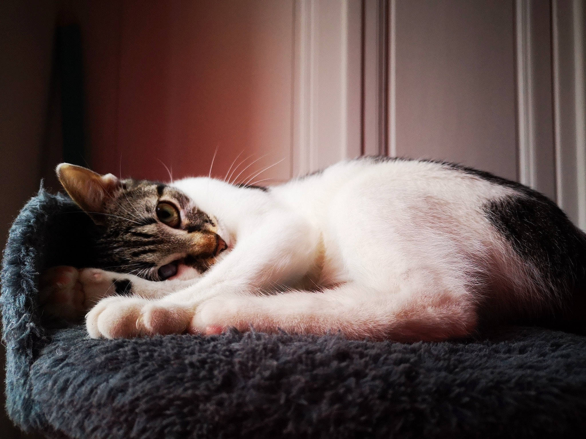 Sushie a rejoint le concours — aidez-le/la à gagner de superbes lots ! carnivore, cat, cat_bed, cat_supply, claw, comfort, couch, domestic_short_haired_cat, eye, fawn, felidae, grey, linens, paw, small_to_medium_sized_cats, snout, tail, whiskers, window, wood