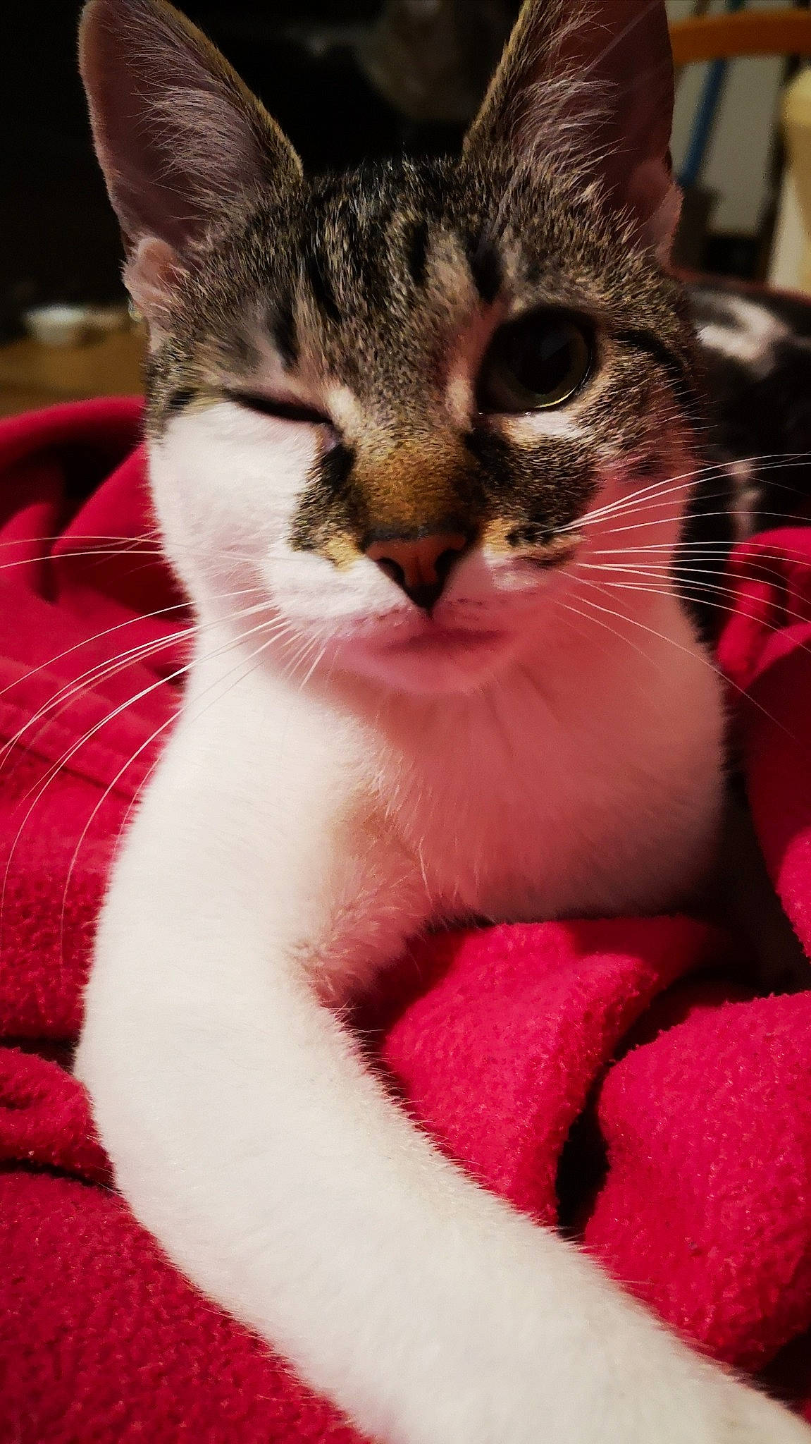 Sushie participe au concours pour gagner de l'argent avec cette photo : carnivore, cat, cat_supply, claw, close_up, comfort, domestic_short_haired_cat, eye, eyelash, felidae, fur, gesture, magenta, paw, photography, pink, small_to_medium_sized_cats, snout, whiskers, window