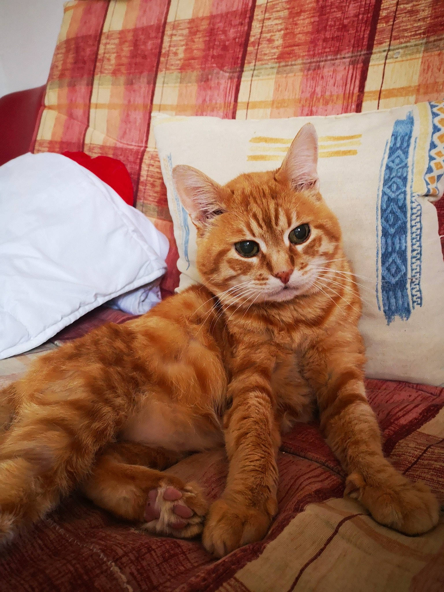 Zip participe au concours pour gagner de l'argent avec cette photo : american_shorthair, arabian_mau, asian, australian_mist, carnivore, cat, domestic_short_haired_cat, european_shorthair, fawn, felidae, fur, kitten, mammal, small_to_medium_sized_cats, tabby_cat, whiskers