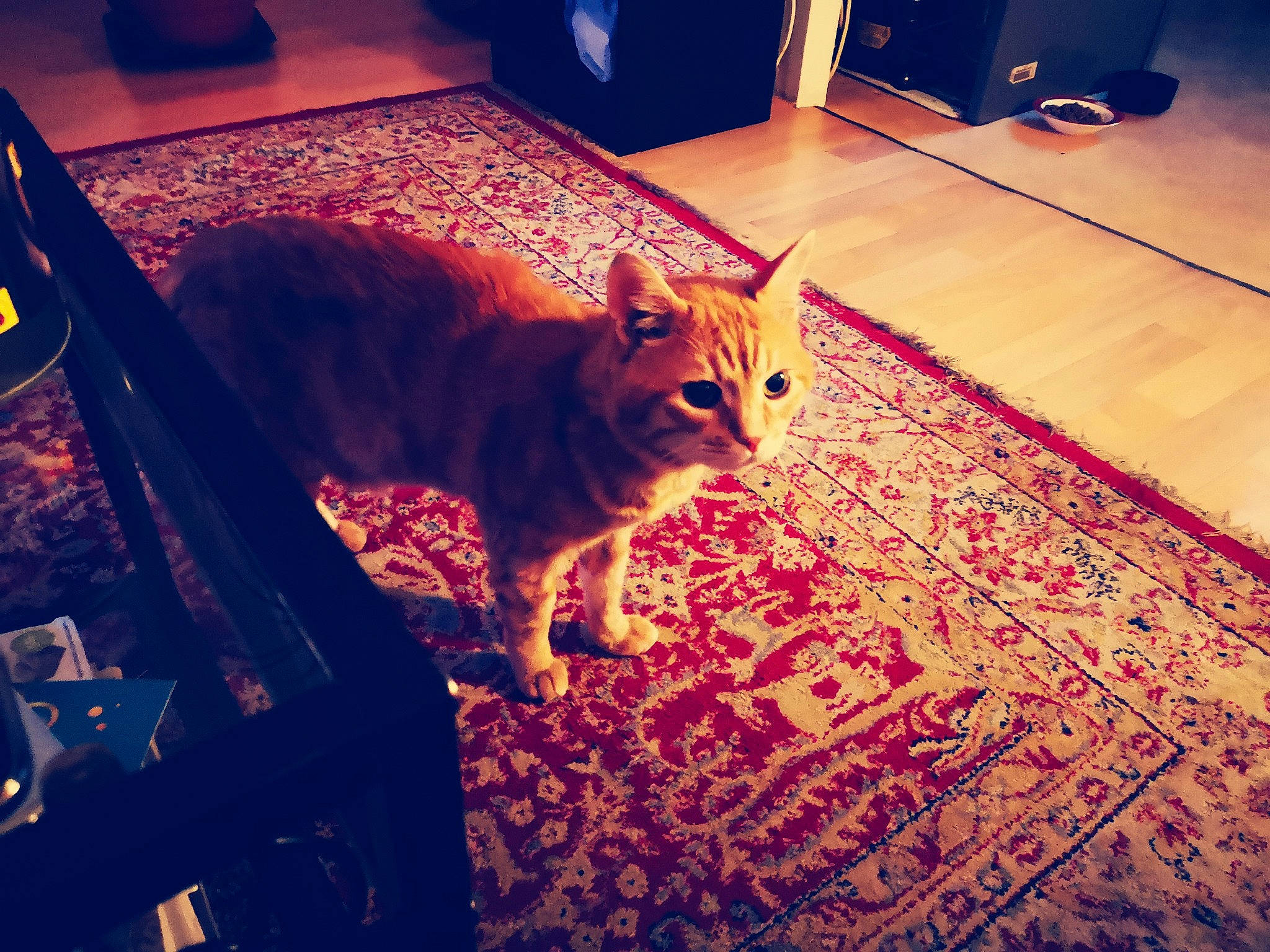 Zip a rejoint le concours — aidez-le/la à gagner de superbes lots ! carnivore, cat, cloud, ear, european_shorthair, eye, felidae, floor, flooring, fur, iron, kitten, metal, night, sky, small_to_medium_sized_cats, snapshot, tabby_cat, textile, whiskers