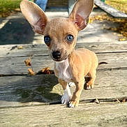 Chief is registered to the contest to win money with this photo: puppy, dog, small_dog, outdoor, picnic_table, wooden_table, ears, blue_eyes, curious, pet, animal, park, autumn, leaves, sunlight, young_dog, closeup, standing, cute, adorable