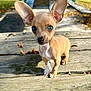 puppy, dog, small_dog, outdoor, picnic_table, wooden_table, ears, blue_eyes, curious, pet, animal, park, autumn, leaves, sunlight, young_dog, closeup, standing, cute, adorable