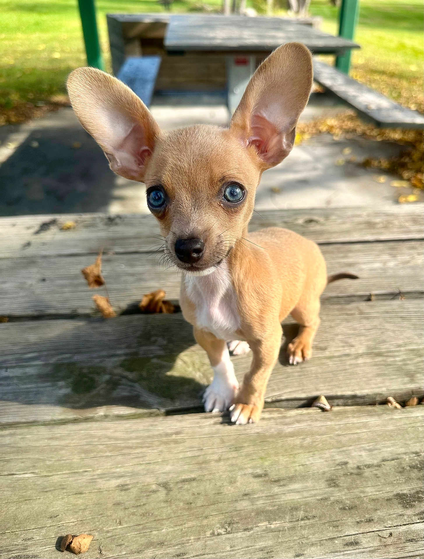 Chief is registered to the contest to win money with this photo: puppy, dog, small_dog, outdoor, picnic_table, wooden_table, ears, blue_eyes, curious, pet, animal, park, autumn, leaves, sunlight, young_dog, closeup, standing, cute, adorable
