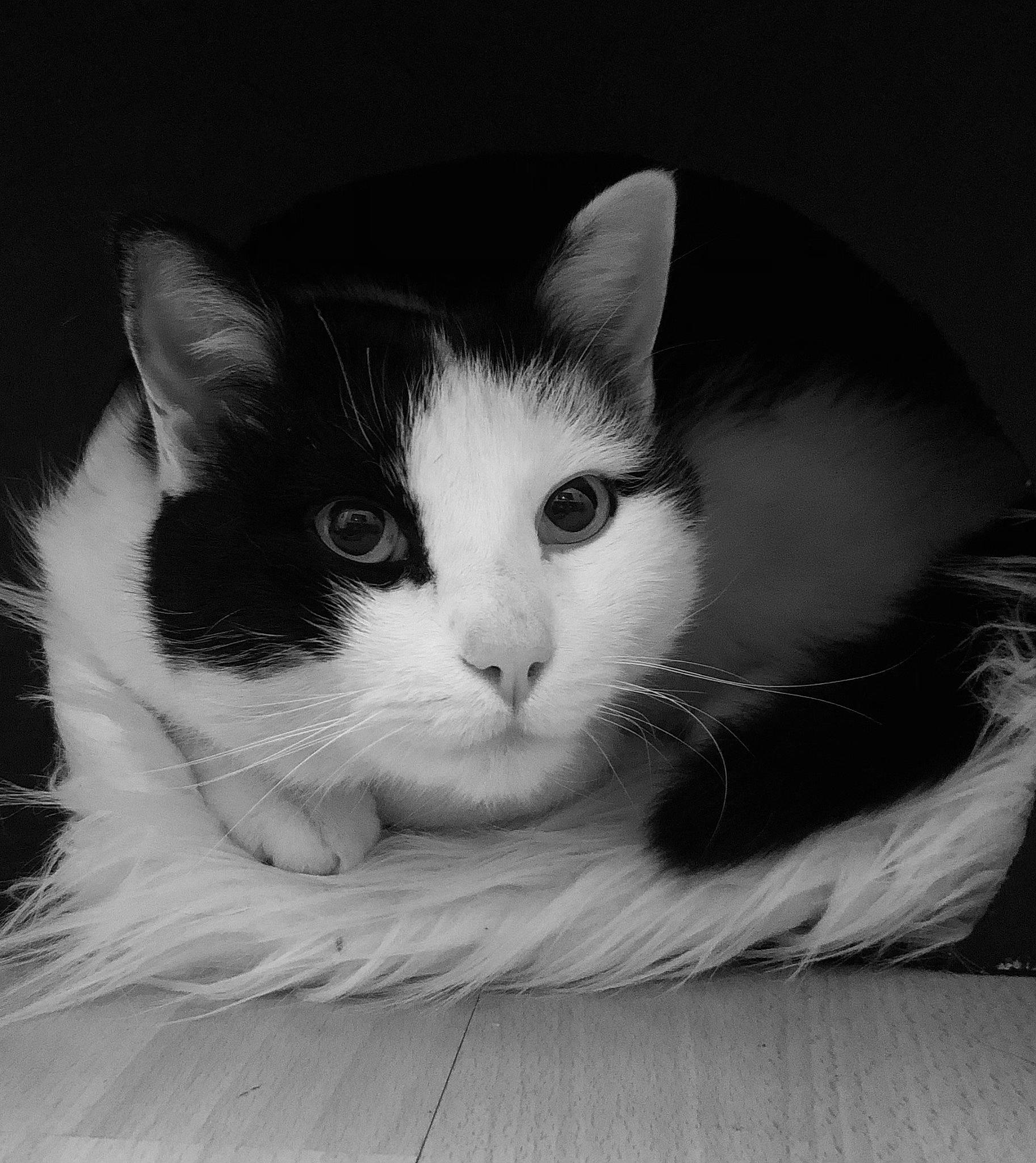 Elioth participe au concours pour gagner de l'argent avec cette photo : carnivore, cat, comfort, domestic_short_haired_cat, felidae, fur, monochrome, monochrome_photography, paw, small_to_medium_sized_cats, snout, tail, whiskers