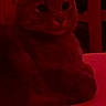 Walnut is registered to the contest to win money with this photo: animal, blurred_background, cat, cozy, domestic_animal, ears, face, feline, furniture, indoor, low_light, mammal, pet, quiet, red_light, relaxed, resting, shadow, table, whiskers