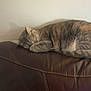 cat, sleeping, leather_couch, indoor, pet, fur, resting, cozy, feline, curled_paws, brown, gray, striped, quiet, relaxation, home, animal, nap, peaceful, soft