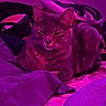 Walnut is registered to the contest to win money with this photo: animal, bed, blanket, cat, cozy, domestic, fabric, feline, fur, indoor, mammal, pet, pillow, purple_light, relaxed, resting, sleepy, soft, whiskers, window_blind